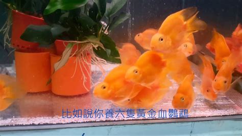 血鸚鵡混養金魚|血鸚鵡的飼養教程(上)